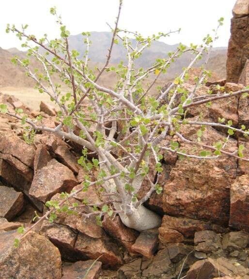 Commiphora namaensis habit