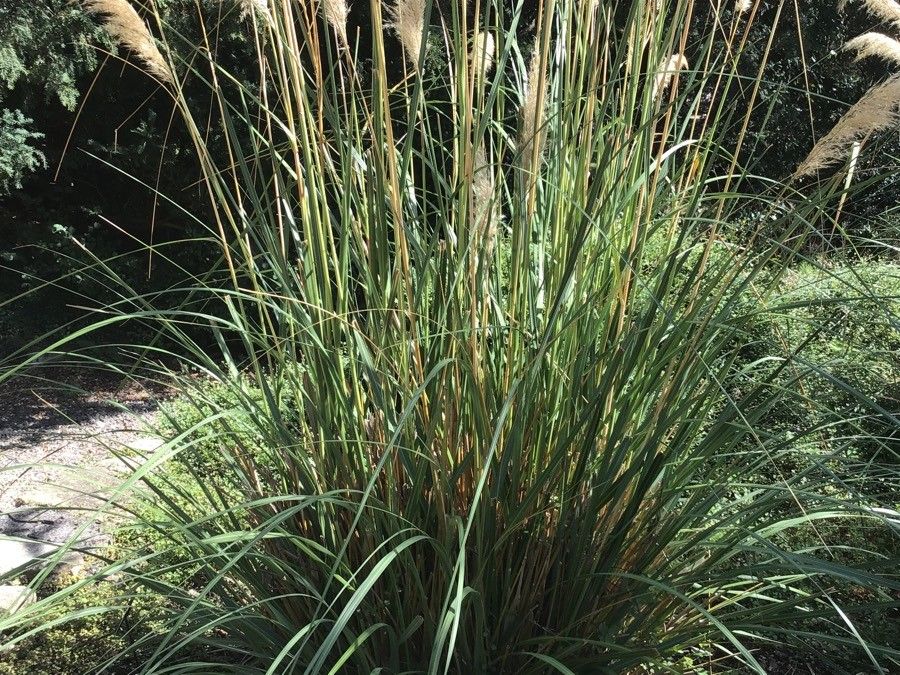 Cortaderia fulvida