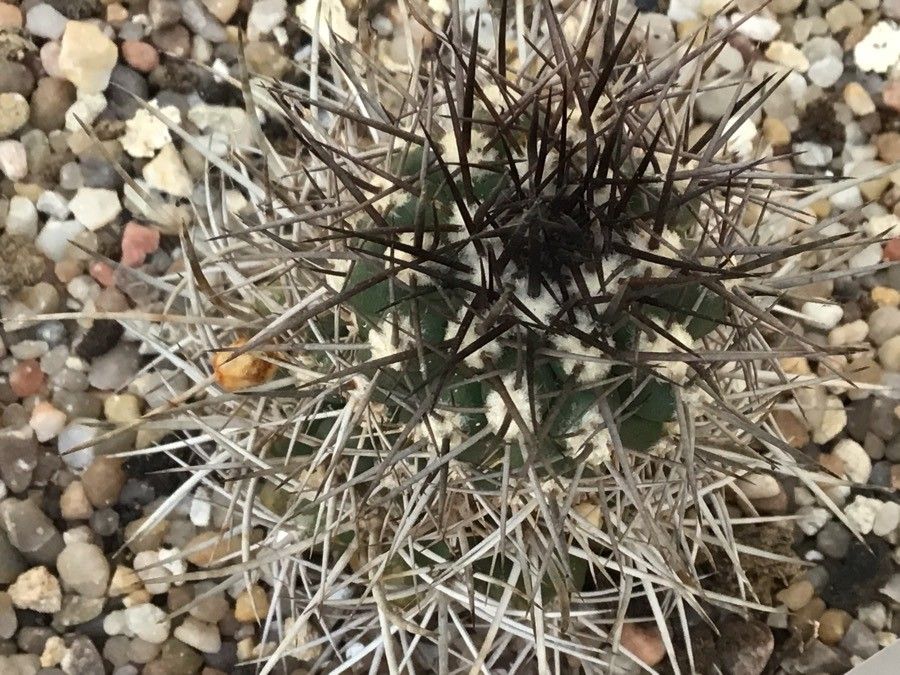 Eriosyce heinrichiana — houseplant care guide