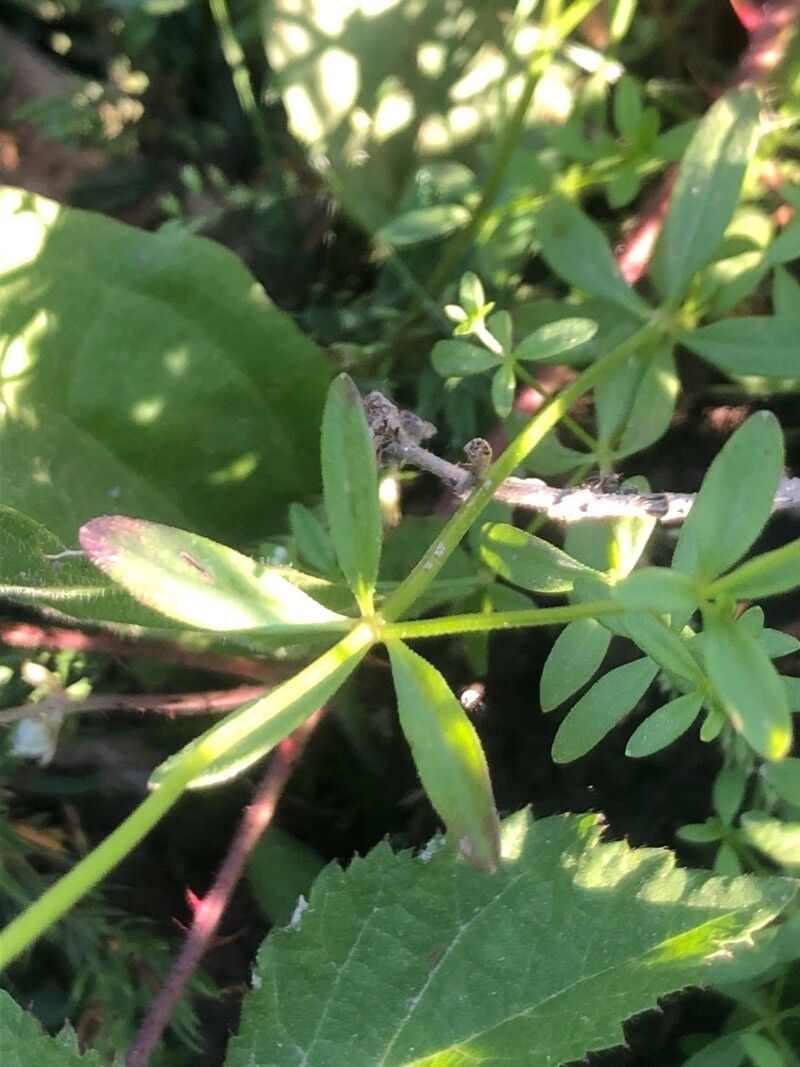 Galium papillosum — houseplant care guide