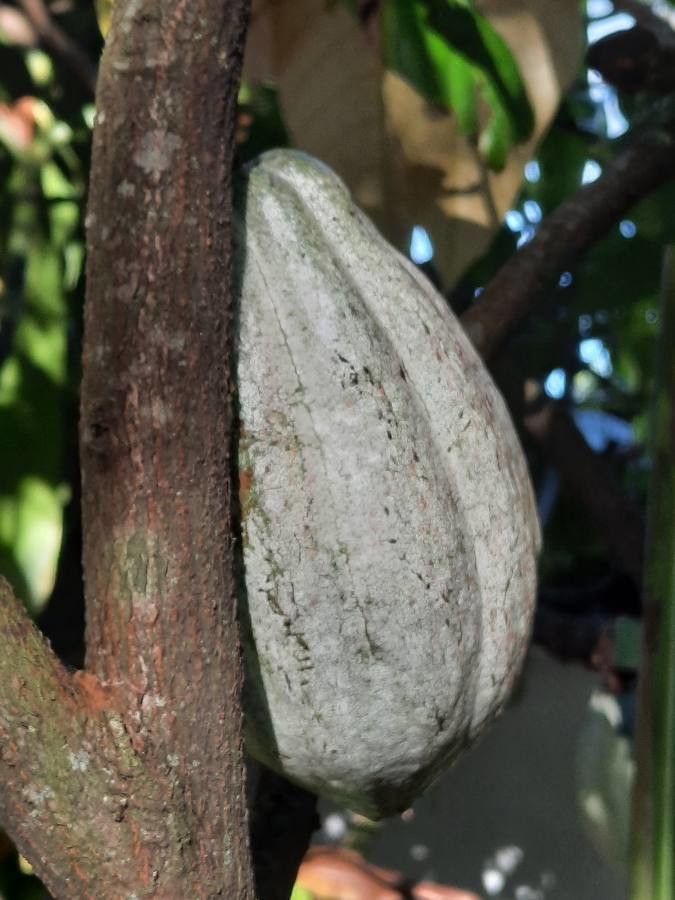 Theobroma cacao fruit