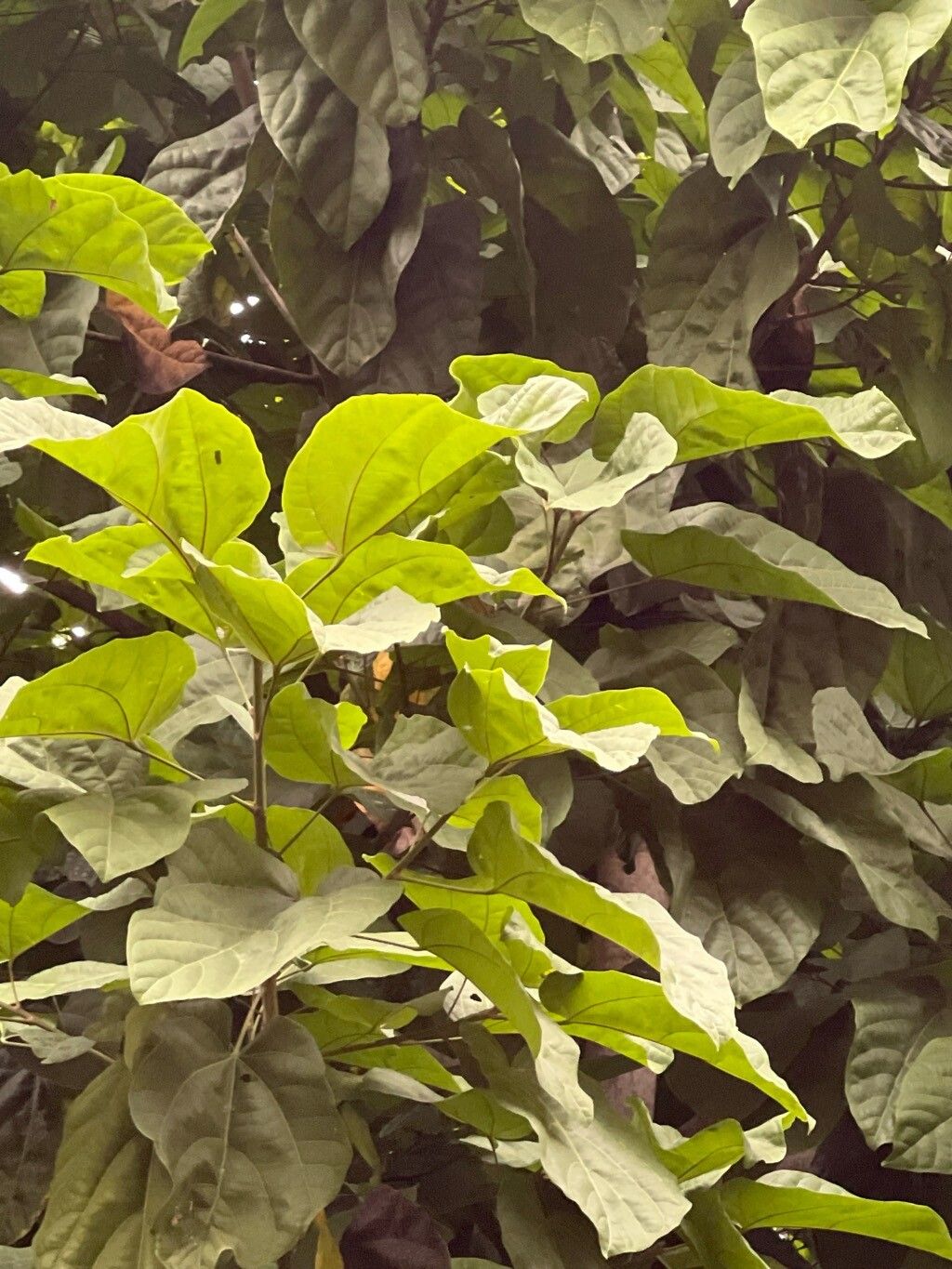 Stereospermum angustifolium — related species from the same genus