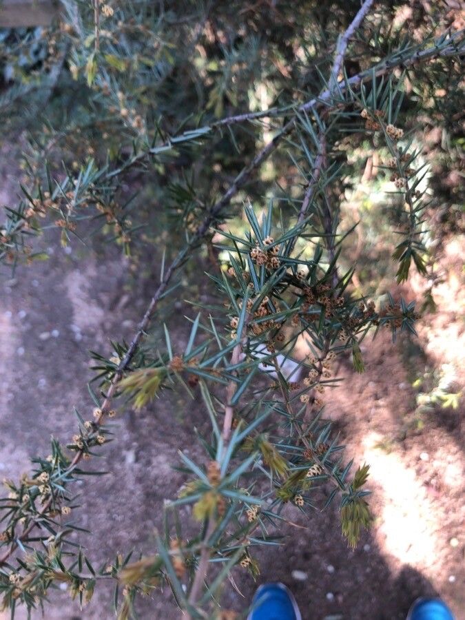 Juniperus procumbens leaf