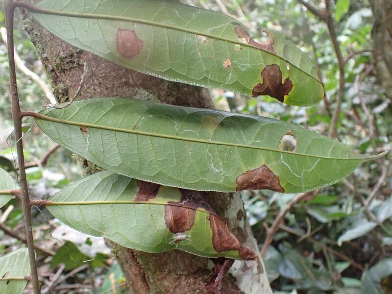 Pachylobus ledermannii leaf