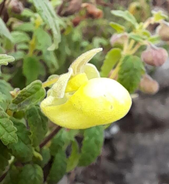 Calceolaria parvifolia flower