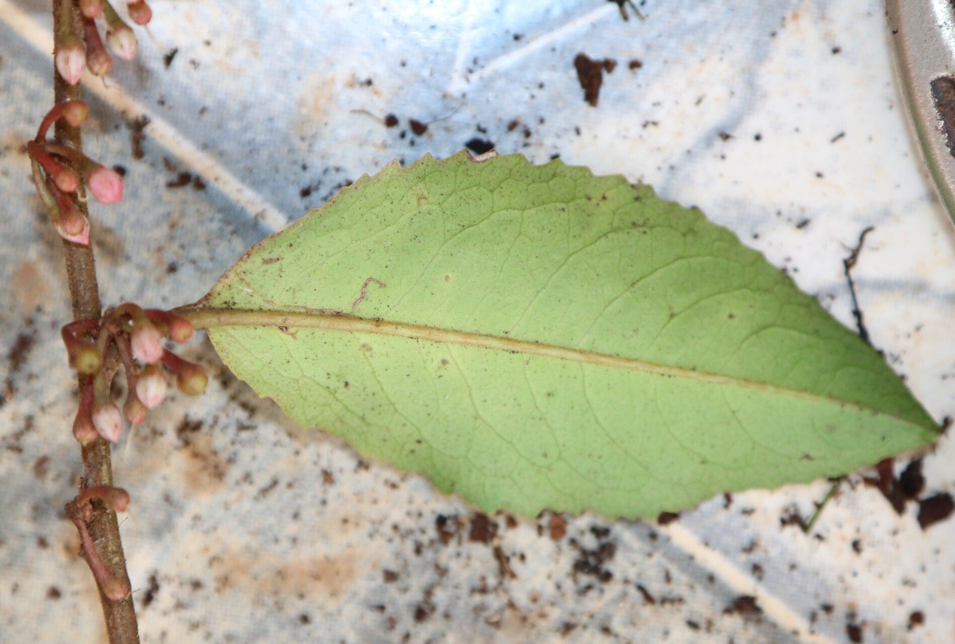 Ardisia staudtii leaf