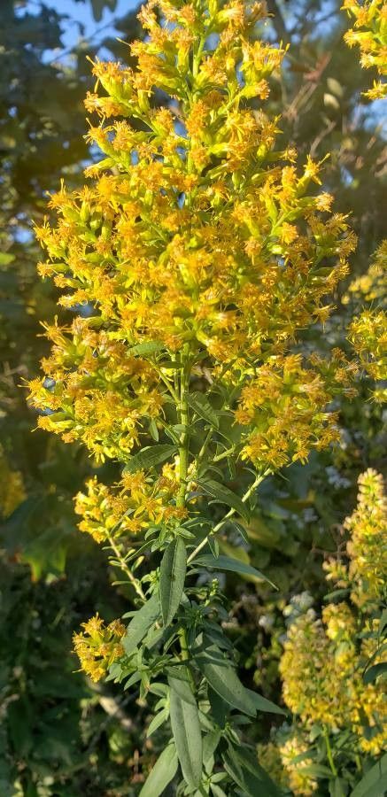 Solidago fistulosa — search result for 'Solidago'