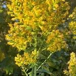 Solidago fistulosa