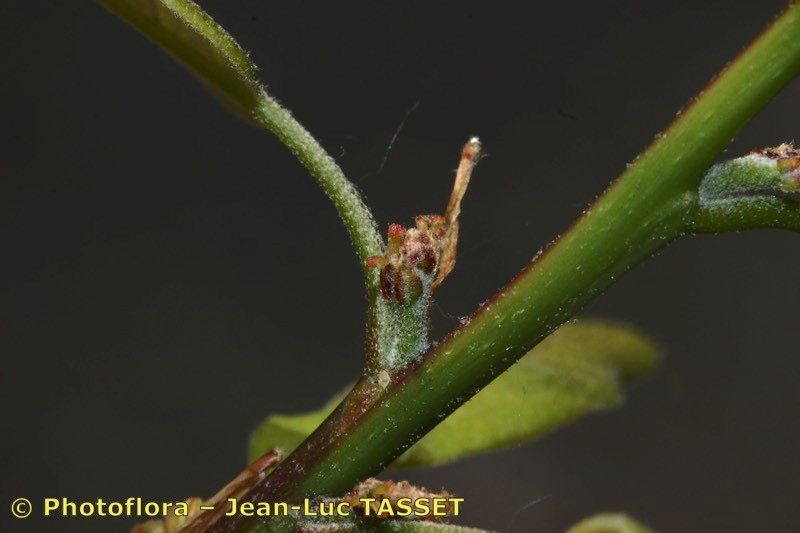 Quercus imbricata — search result for 'Ireland'