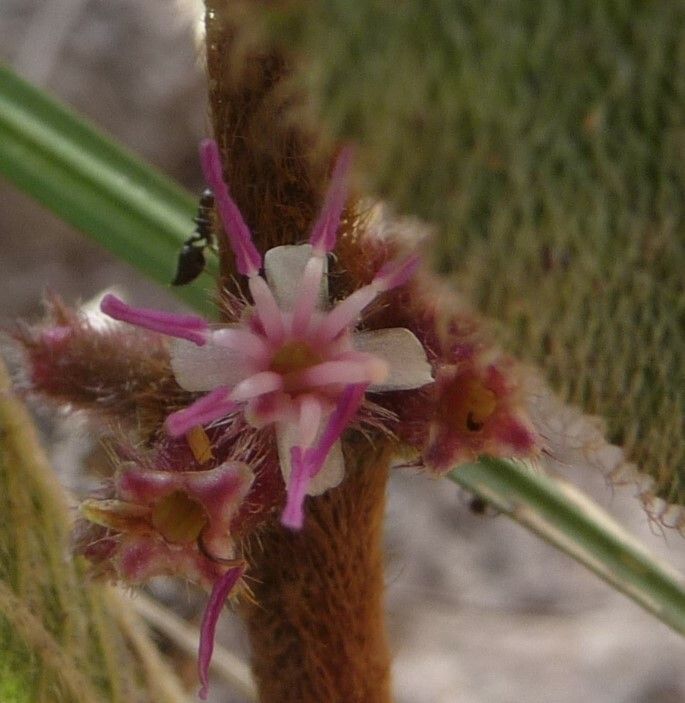Miconia sericea flower