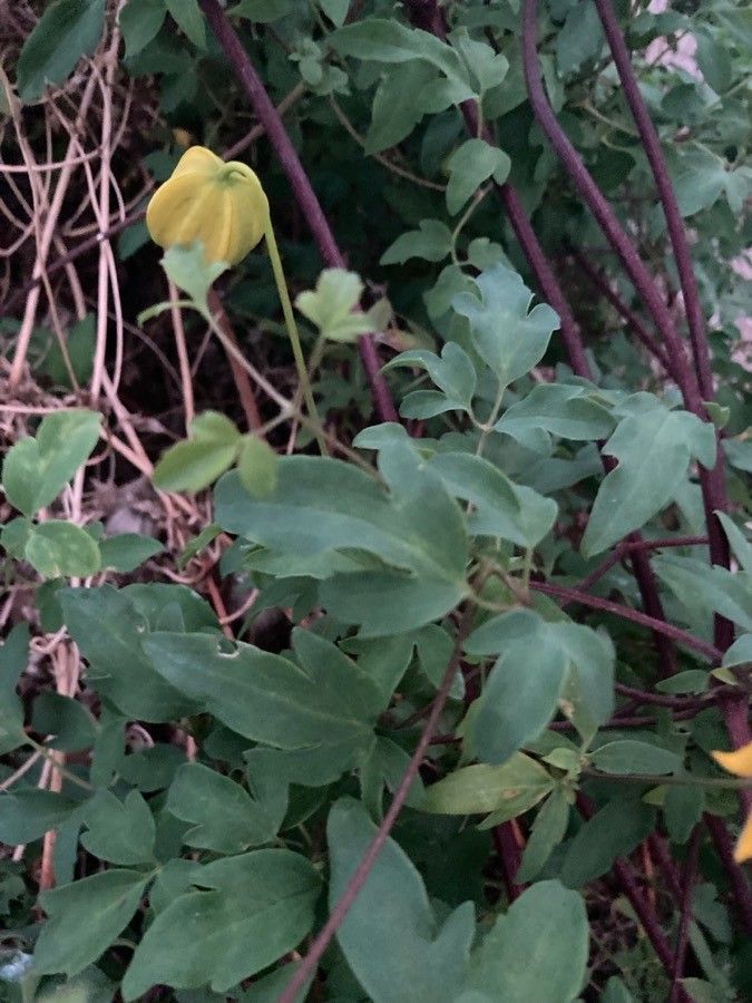 Clematis tangutica — search result for 'Clematis'