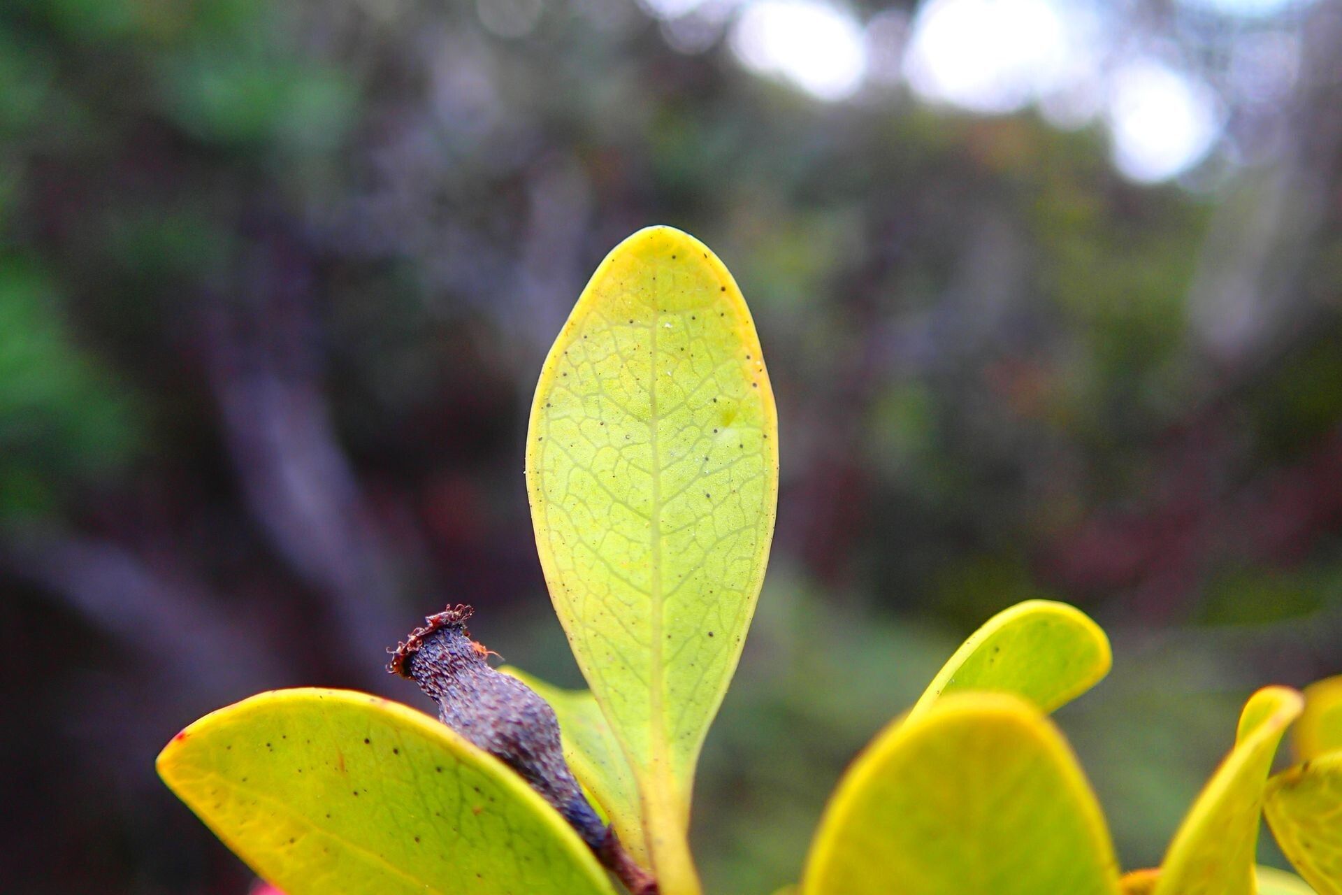 Syzygium boulindaense — houseplant care guide