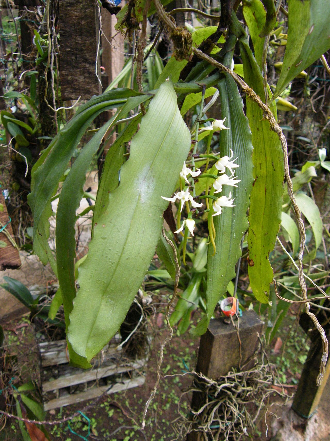 Cyrtorchis monteiroae habit