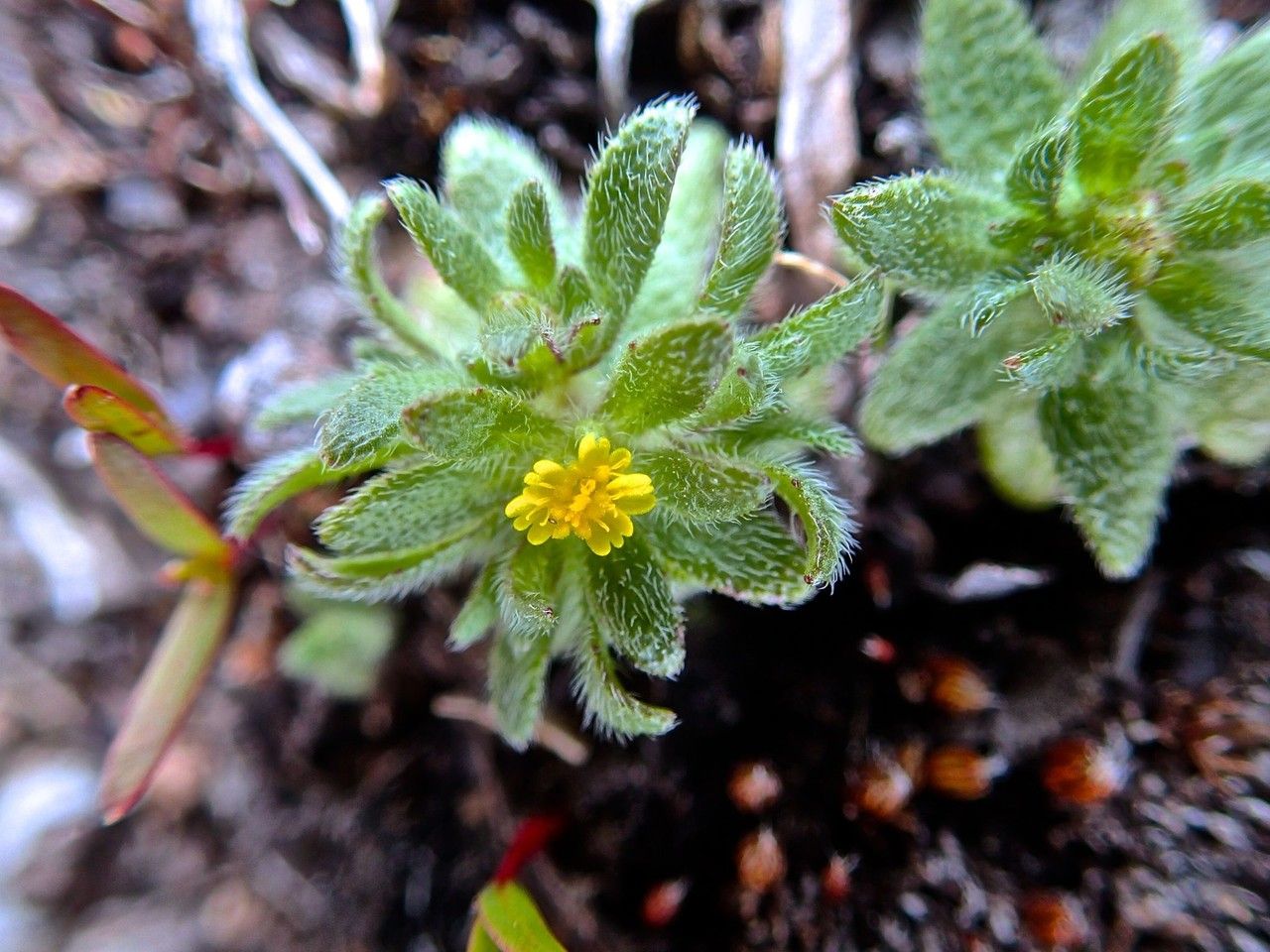 Hemizonella minima flower