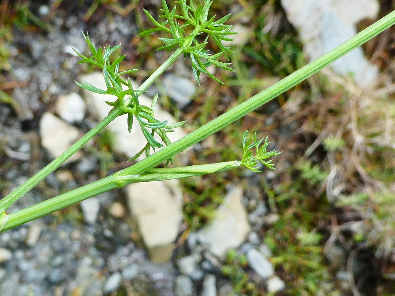 Epikeros pyrenaeus — search result for 'Angelica'