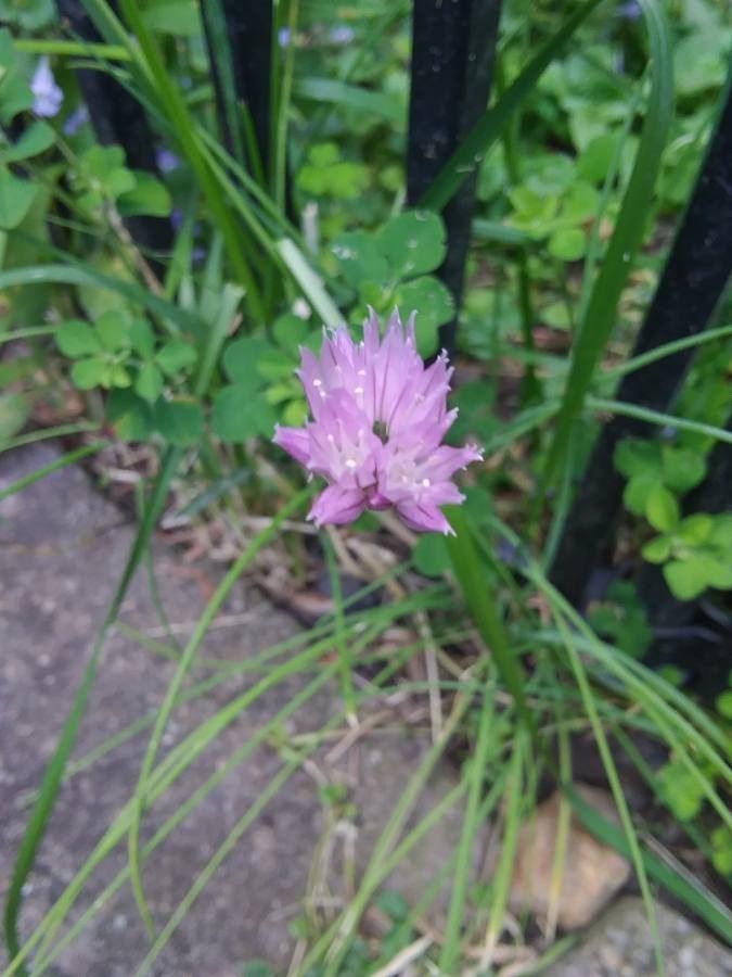 Allium serra flower