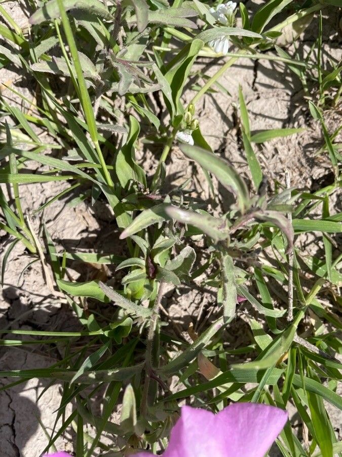 Cycnium tubulosum leaf