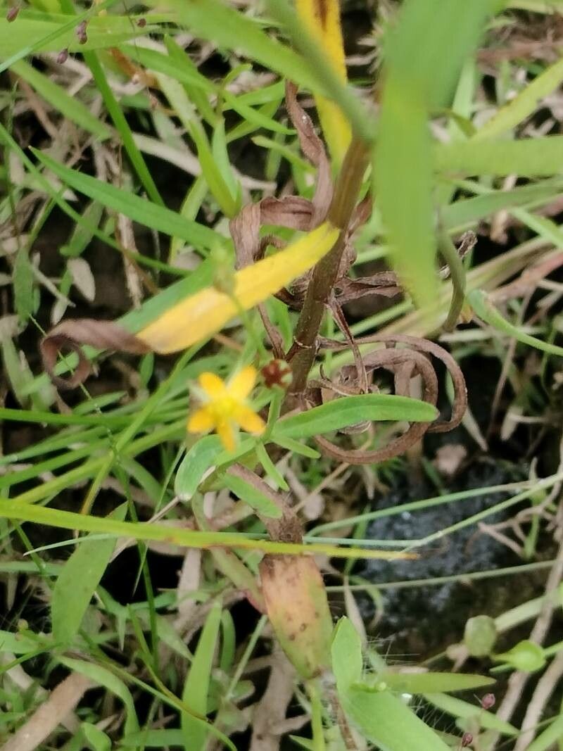 Hypericum canadense leaf