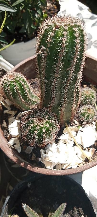 Echinocereus pectinatus fruit