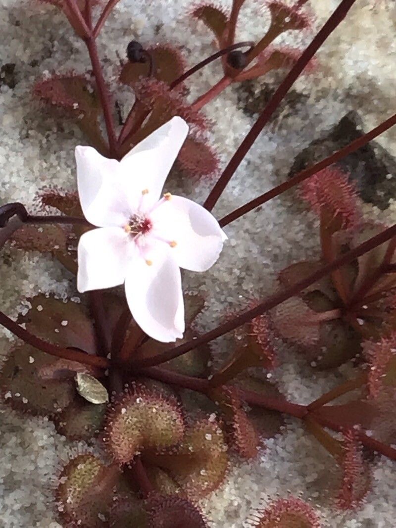 Drosera rupicola flower