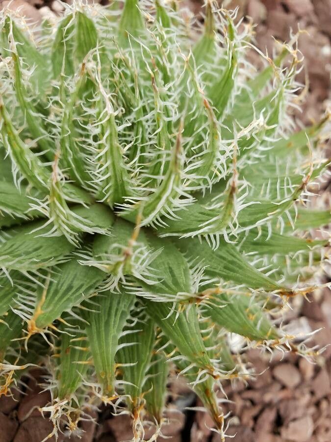 Haworthia decipiens — houseplant care guide