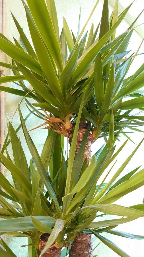 Yucca elephantipes — plants for gifts houseplant