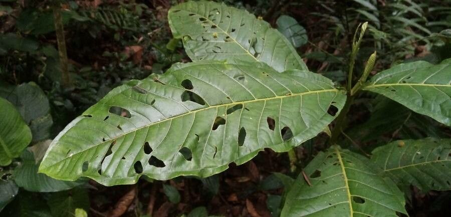 Miconia trinervia leaf