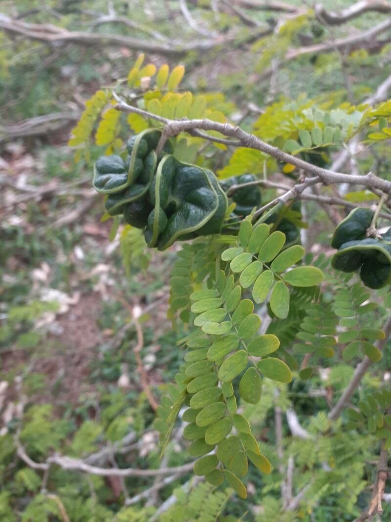 Chloroleucon tortum fruit