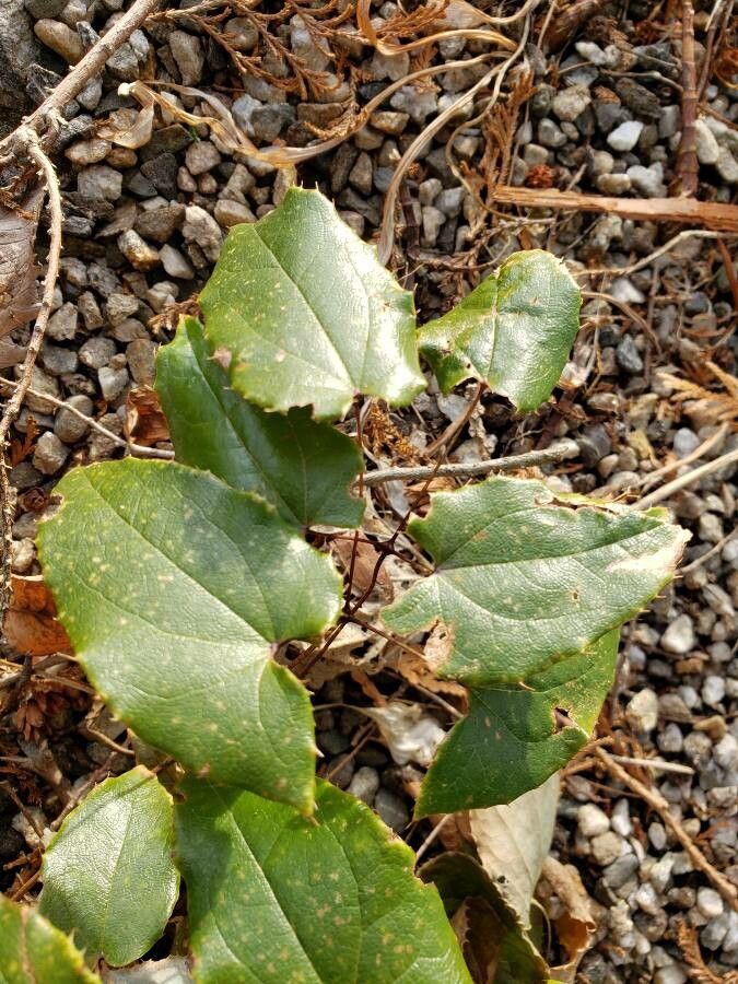 Epimedium franchetii — search result for 'Berberidaceae'