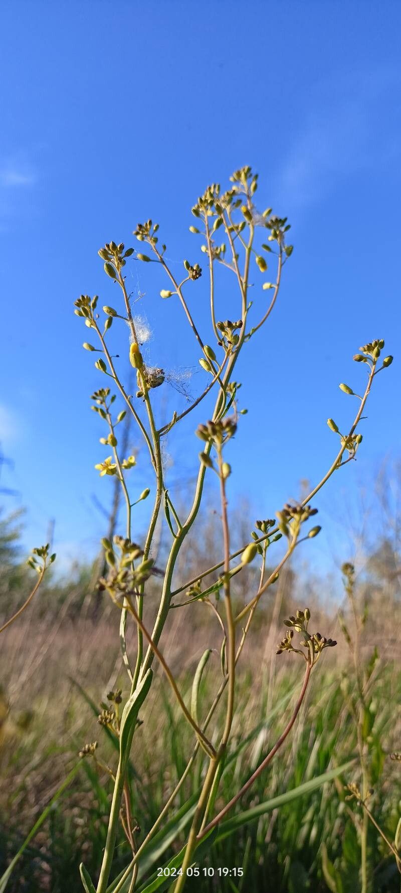 Sisymbrium volgense other