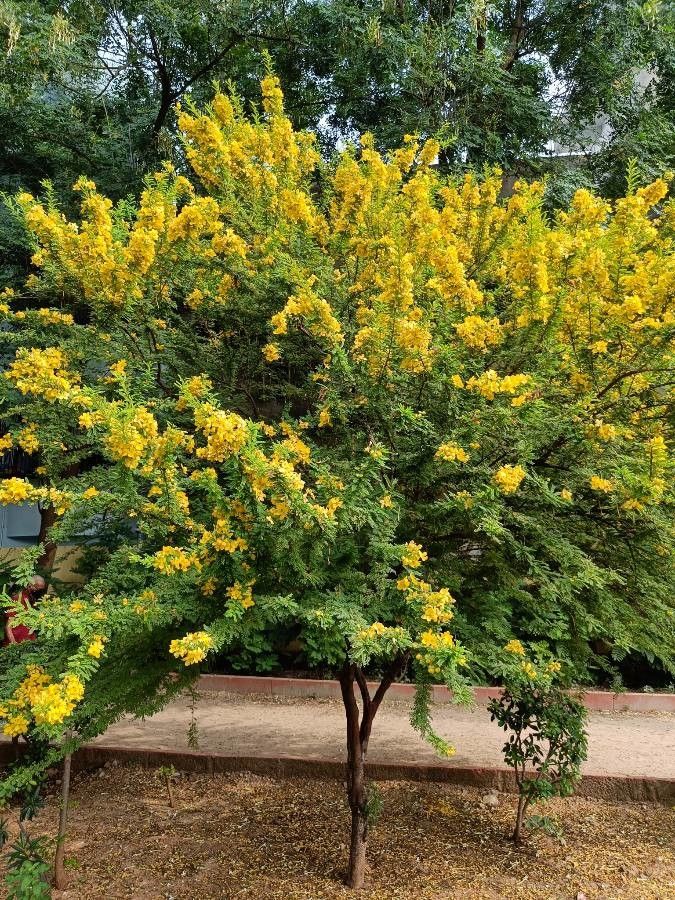 Senna auriculata flower
