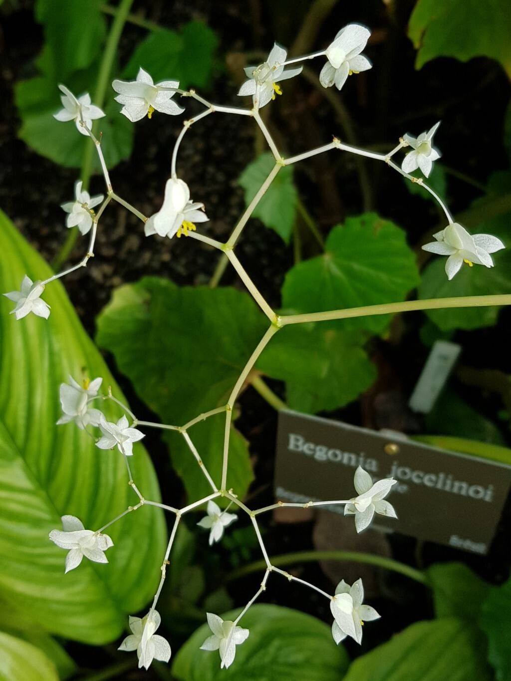 Begonia jocelinoi flower