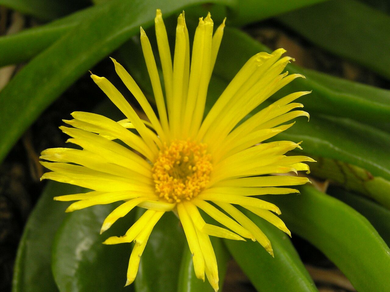Glottiphyllum longum flower