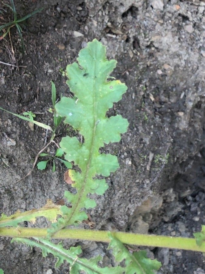 Senecio duriaei leaf