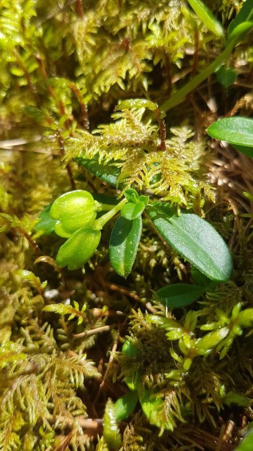 Polygala chamaebuxus fruit