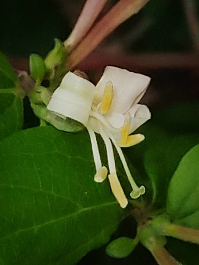 Lonicera nigra flower