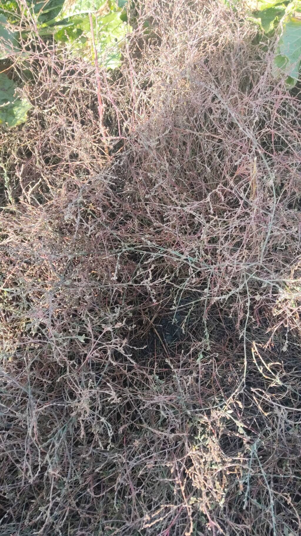 Polygonum arenarium leaf