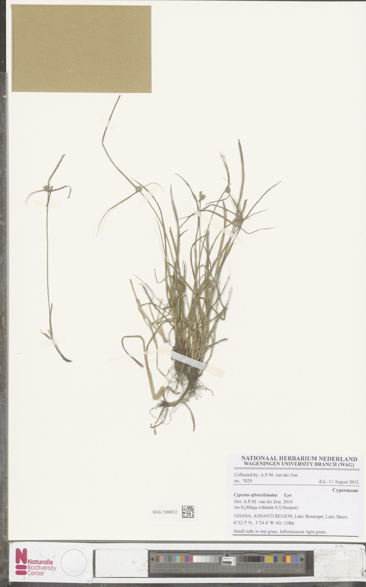 Cyperus afroechinatus — houseplant care guide