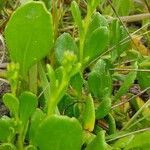 Scaevola calendulacea