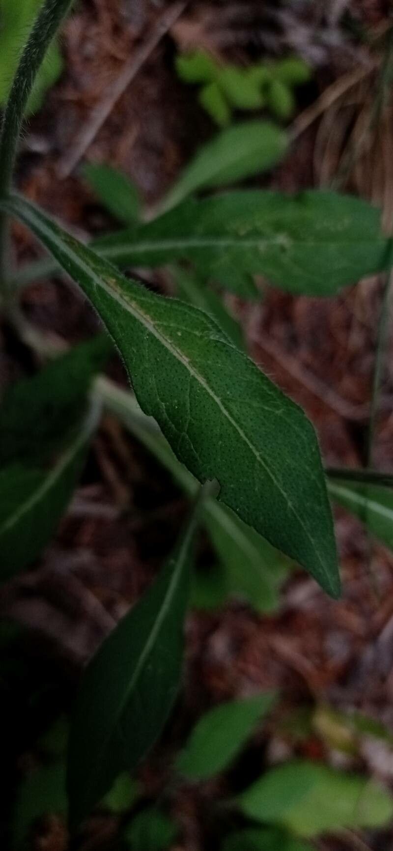 Valerianella coronata