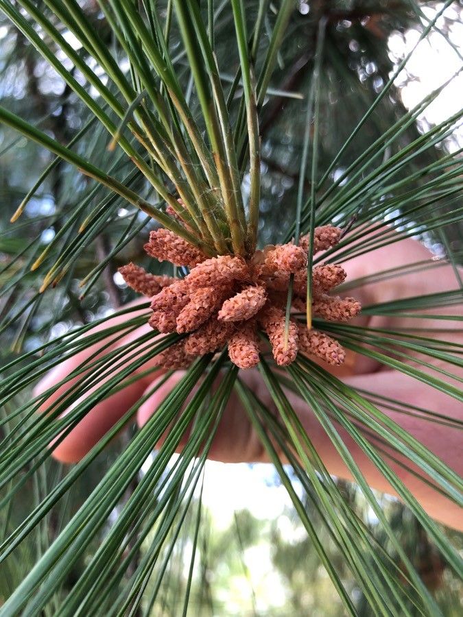 Pinus roxburghii flower