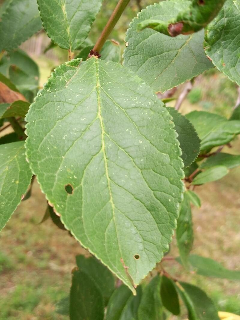 Prunus x cerea leaf