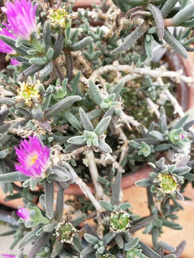 Delosperma sawdahense — houseplant care guide