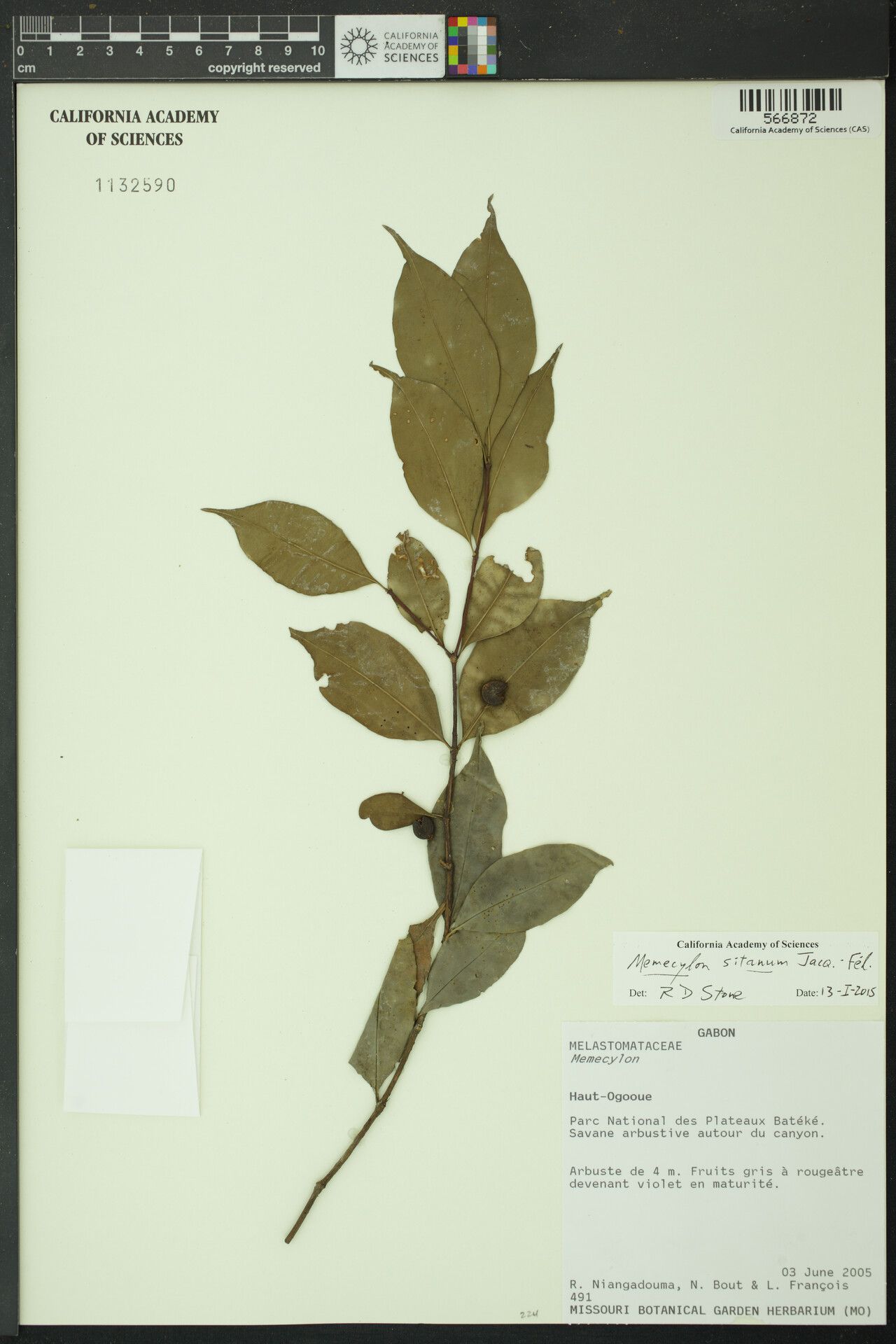 Memecylon sitanum — search result for 'Memecylon'