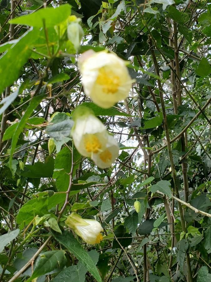 Philadelphus incanus flower