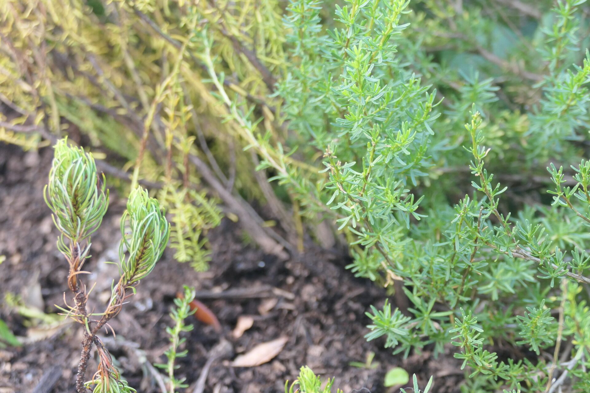 Chrysocoma ciliata — search result for 'Lesotho'
