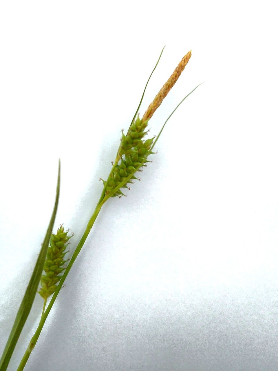 Carex hostiana fruit