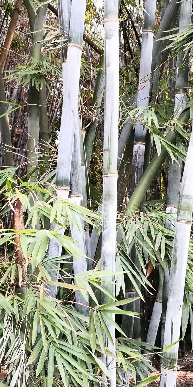 Bambusa chungii — search result for 'Bambusa'