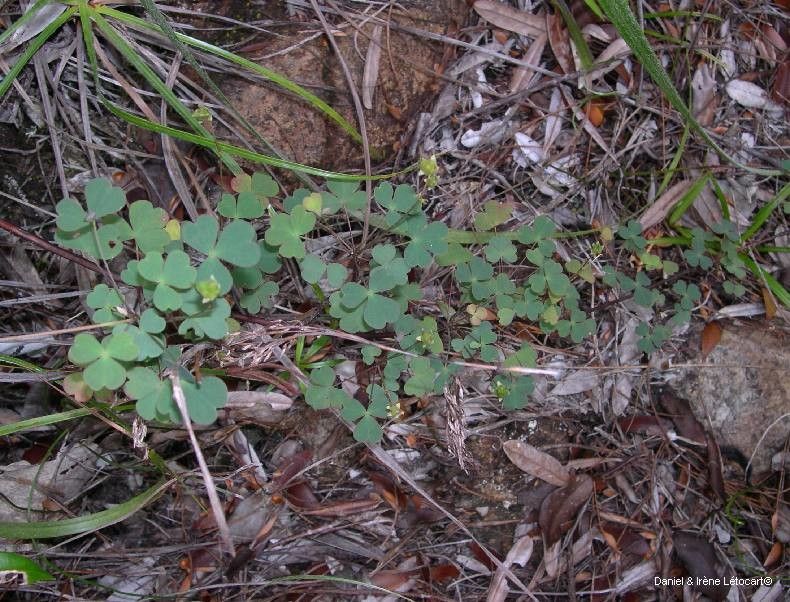 Oxalis novae-caledoniae habit