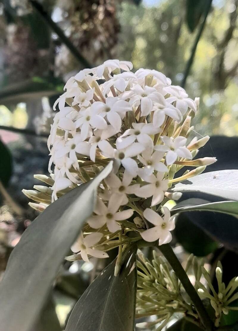 Acokanthera oppositifolia flower